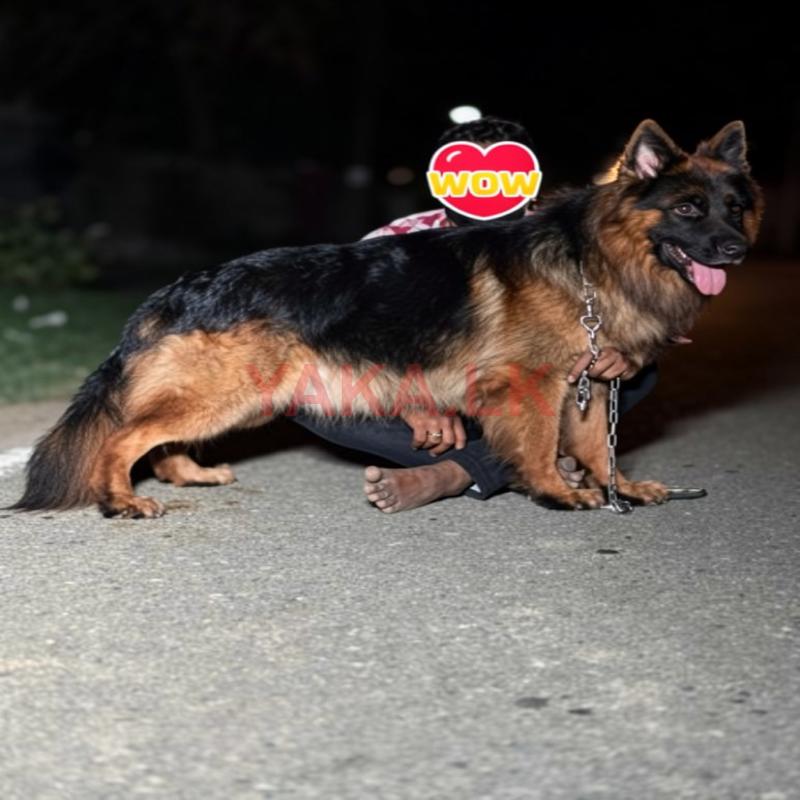 German Shepherd for Crossing
