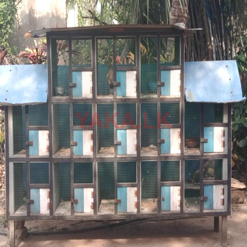 Bird Cages