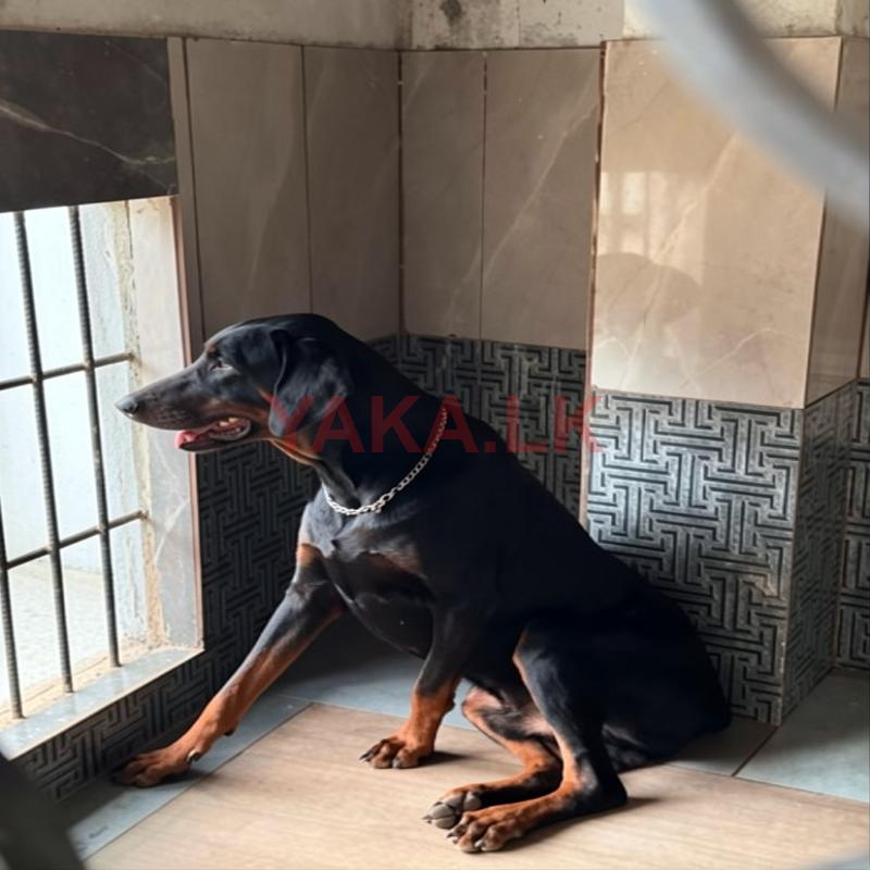 Male Doberman for Crossing