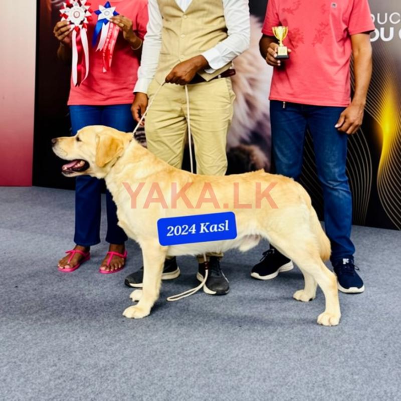 Labrador Dog for Crossing