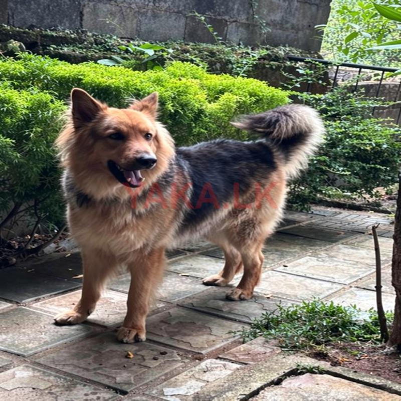 German Shepherd Male for Crossing