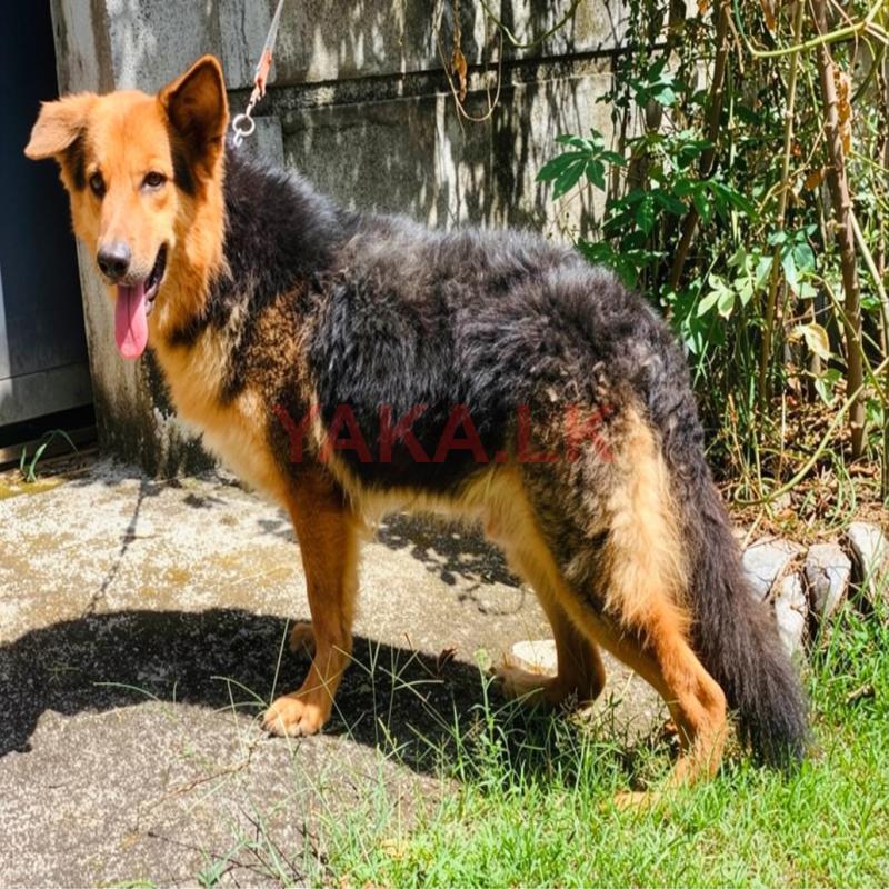 Lion Shepherd Dog for Crossing
