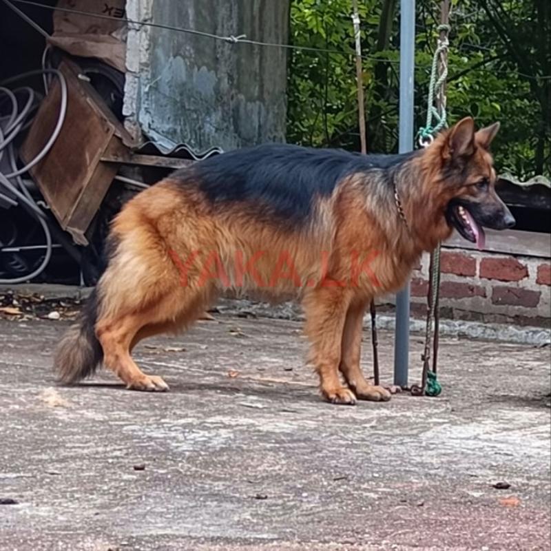 German Shepherd Long Coat for Crossing