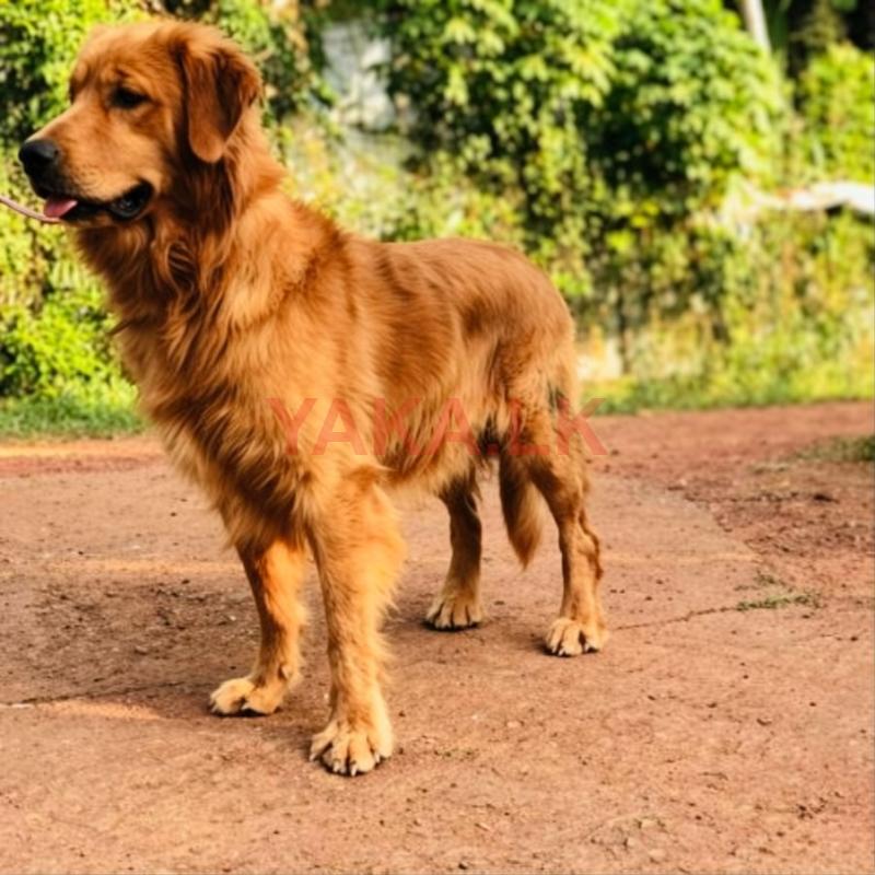 Golden Retrievers Dog for Crossing