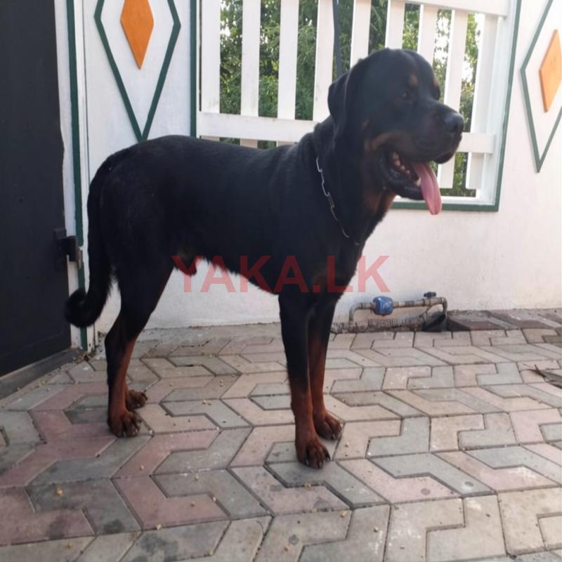 Rottweiler Dog for Crossing
