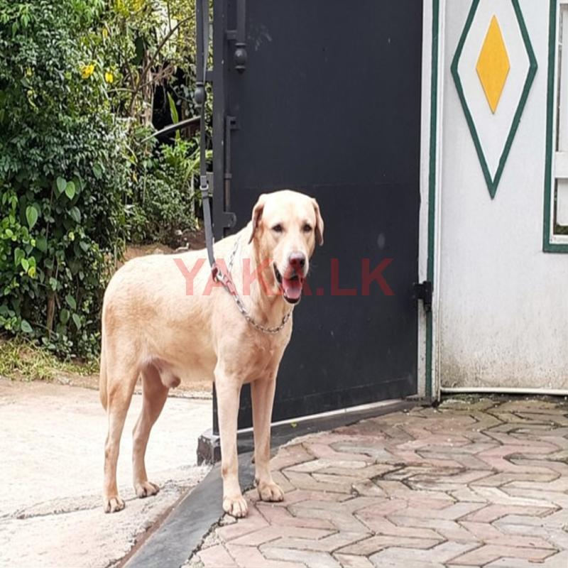 Labrador Dog for Crossing
