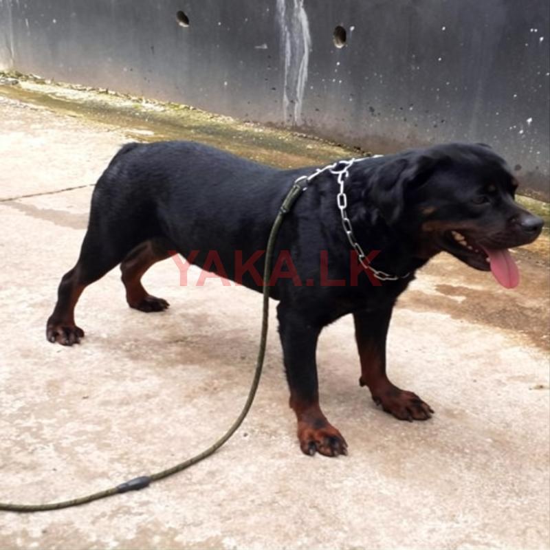 Imported Rottweiler Dog for Crossing
