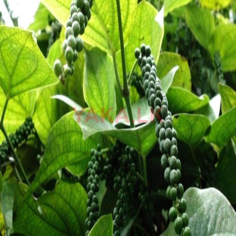மிளகு