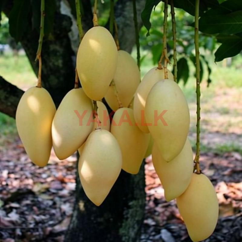 மாம்பழம்