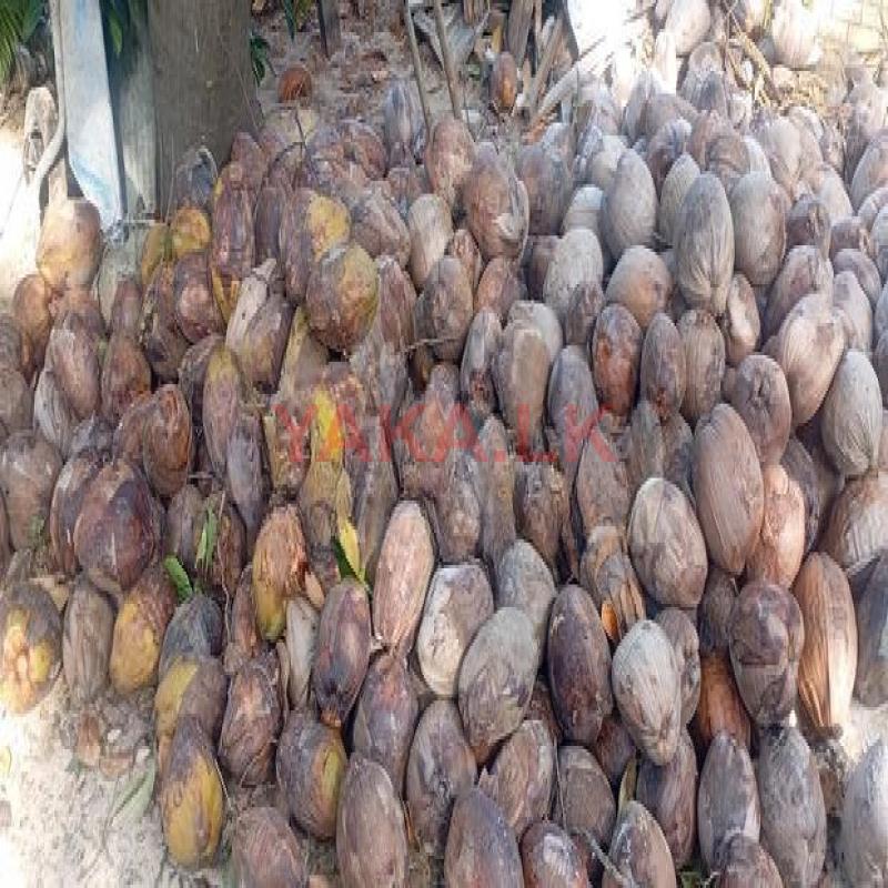 Coconut