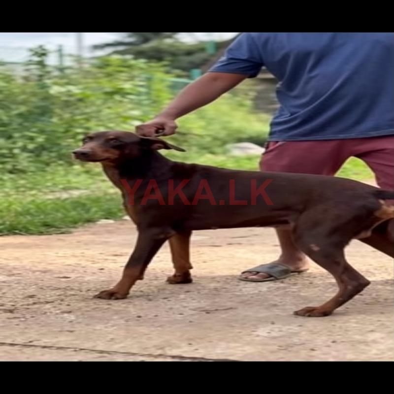 Doberman Dog
