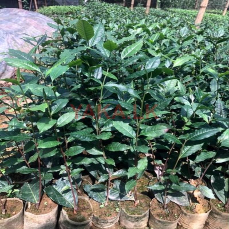 Tea Plants