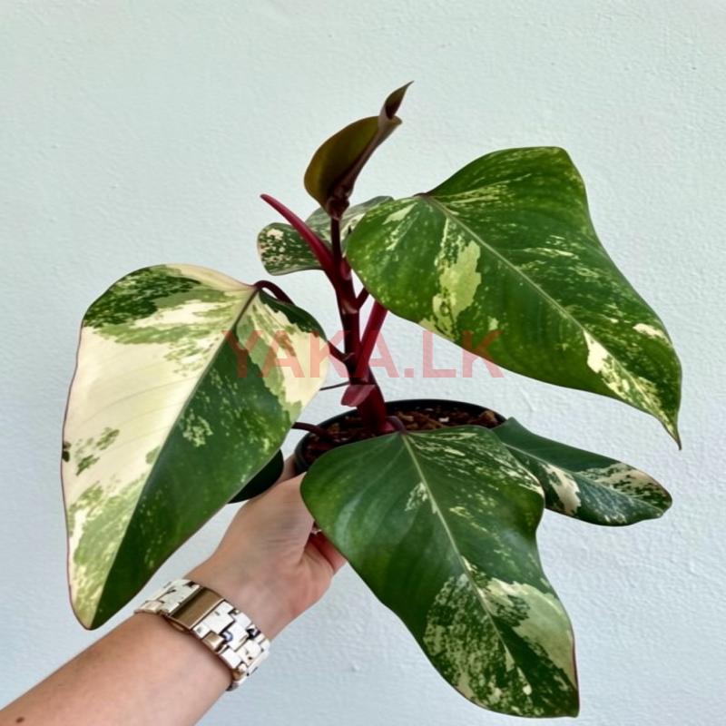 Philodendron Strawberry Shake