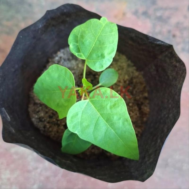 பப்பாளி மரம்
