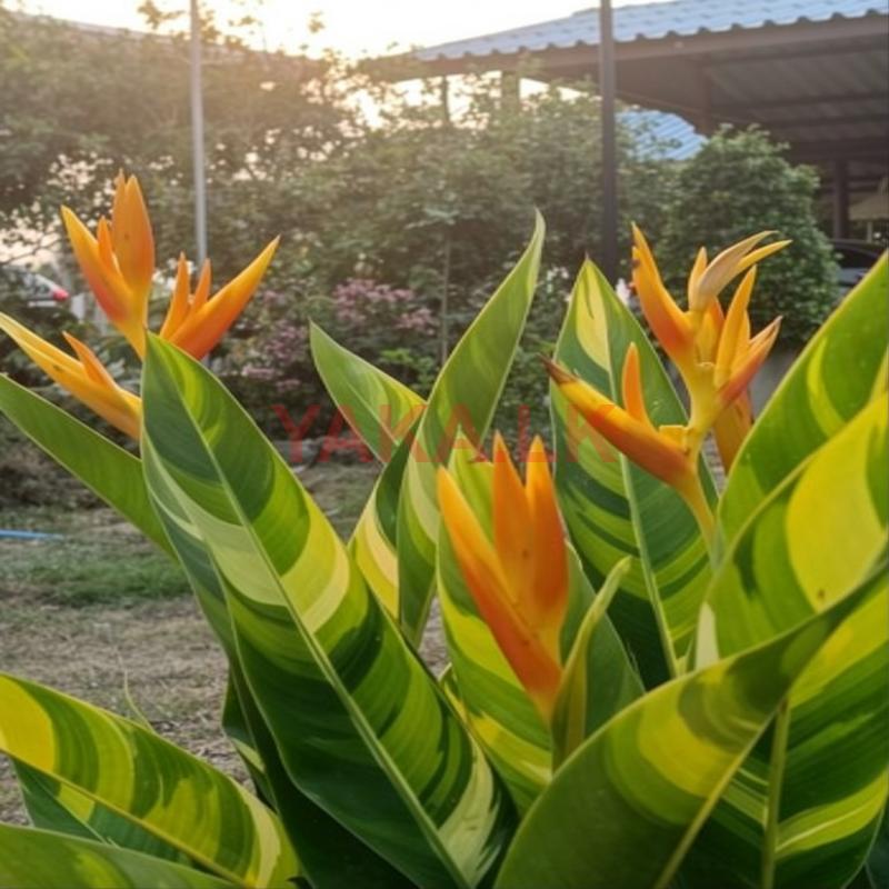 Variegated Heliconia