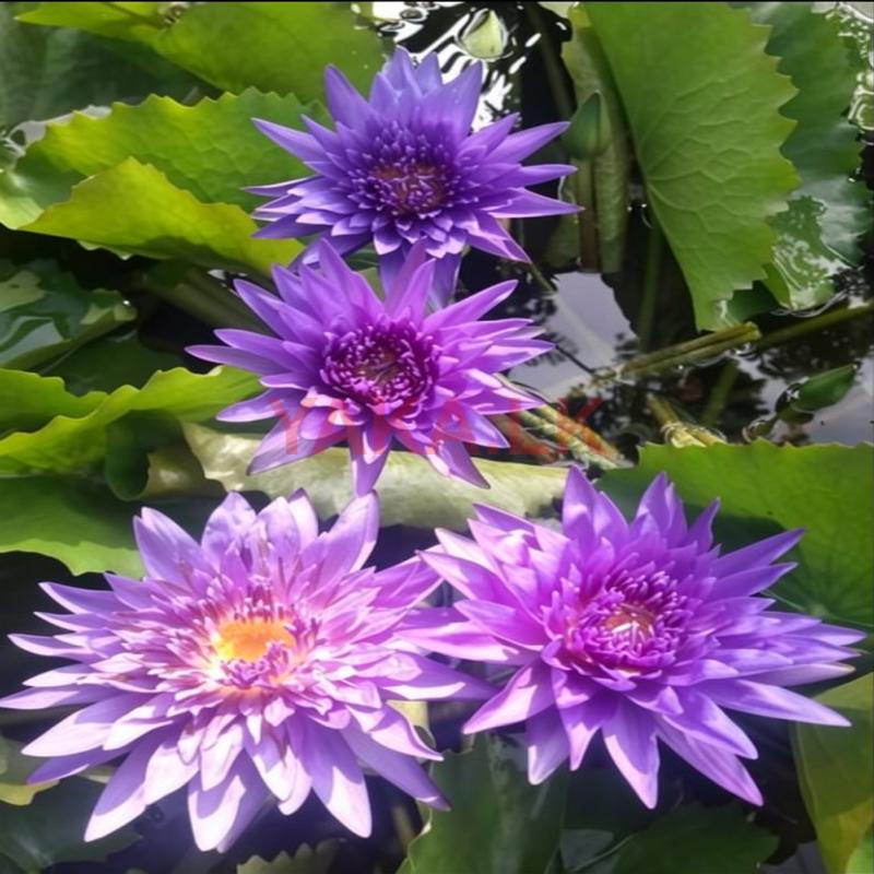 King of Siam Waterlily
