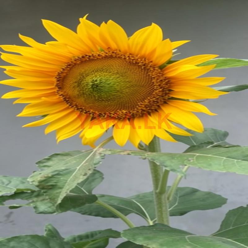 Sunflower Seeds