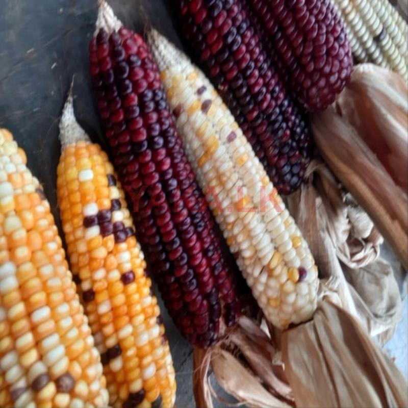 දේශිය ඉරිගු බීජ Corn Seeds