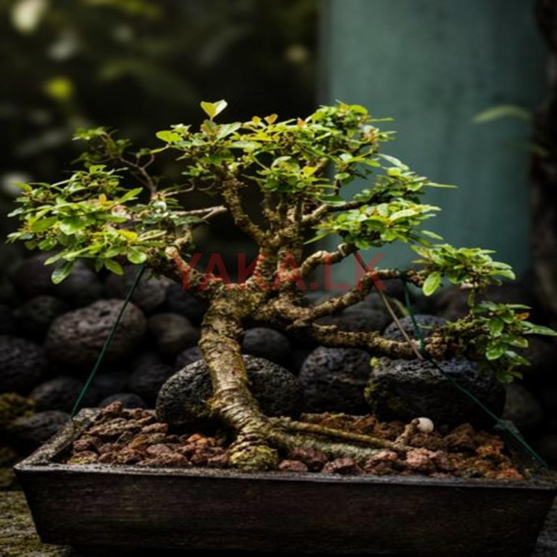 Bonsai Plants