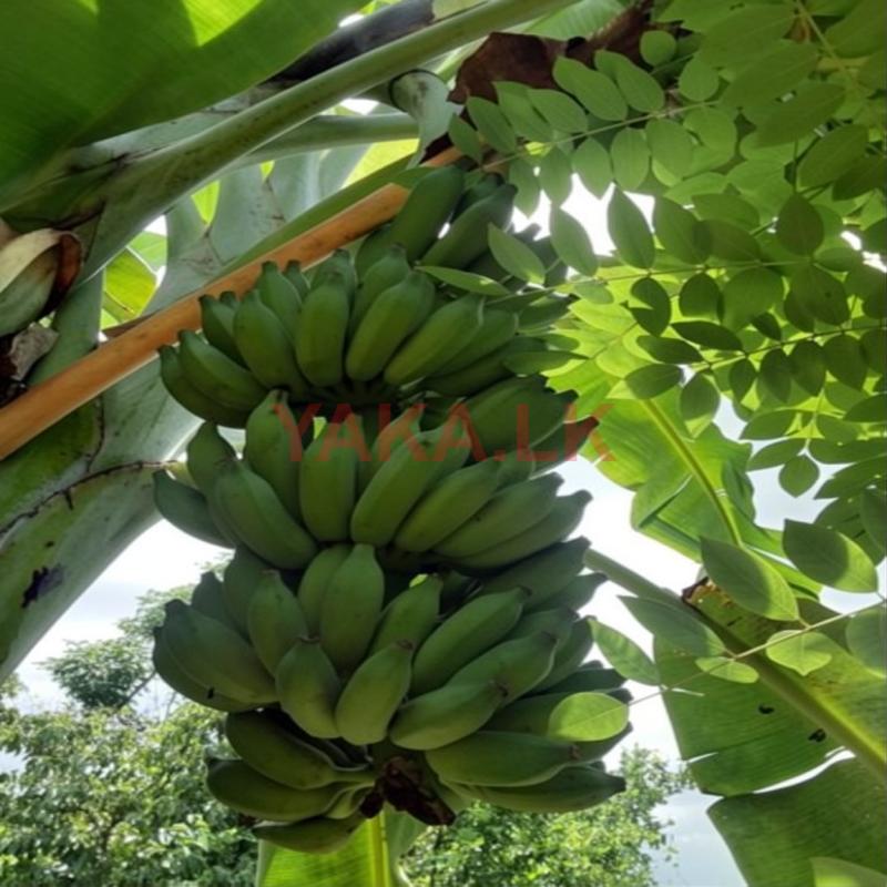 සීනි කෙසෙල් පැළ