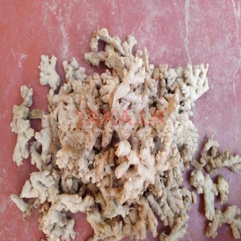 Rangoon Seed Ginger