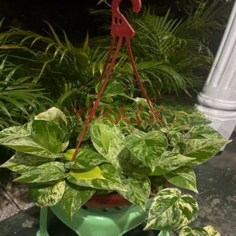 Plants Lot