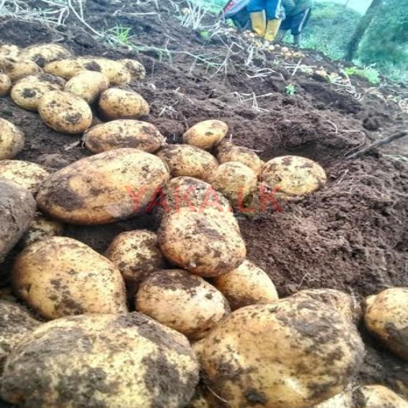 Potato Seed Tubers