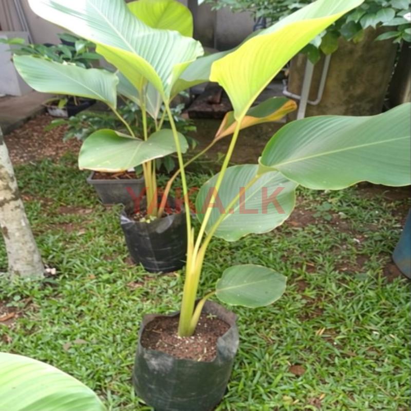 Calathea Lutea Plants