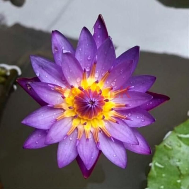 මානෙල් පැළ