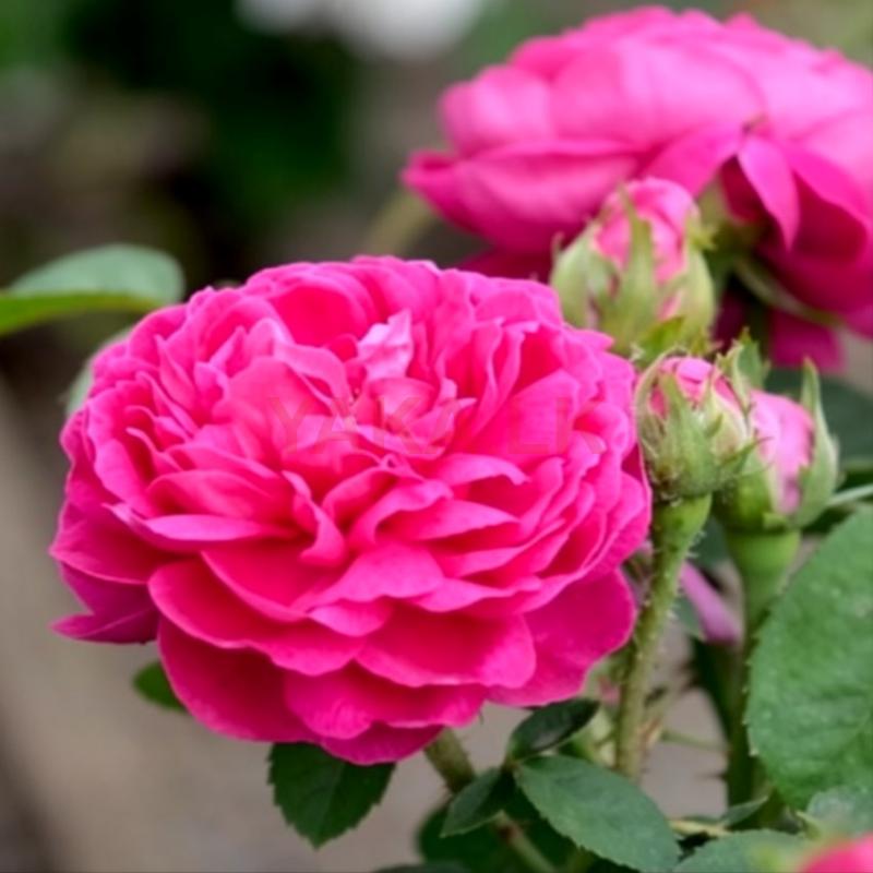 Rose Plant