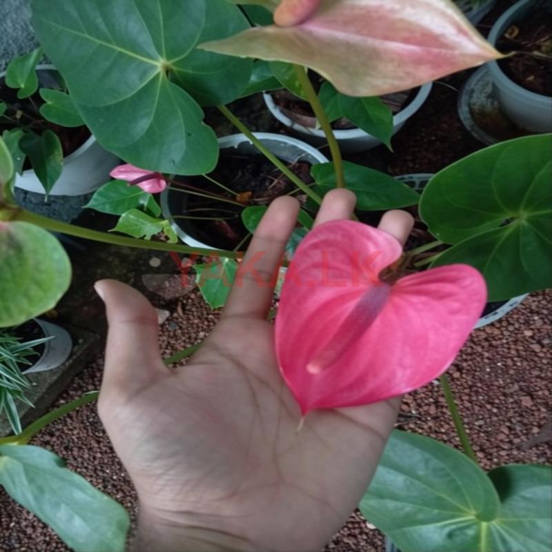 Anthurium Plant