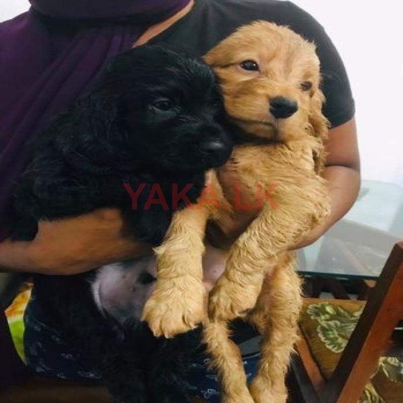 Cocker Spaniel Puppies