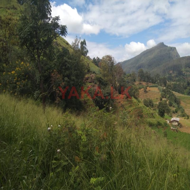 ඉඩම වහාම විකිණීමට