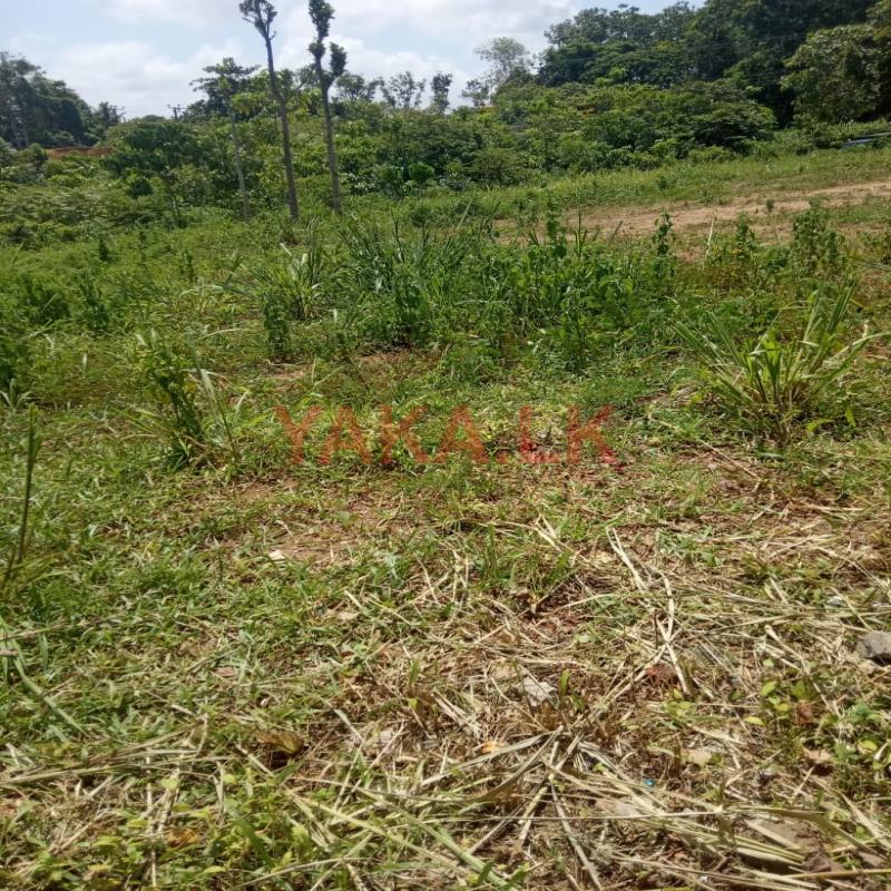 Land for Sale – Piliyandala–Bandaragama Road